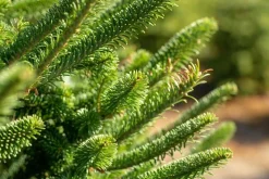 Tuincentrumgigant.nl Echte Kerstbomen^Echte Kerstboom - Nordmann Excellent - Gezaagd Geen Kluit - 200-225Cm 225 Cm