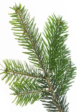 Flora Danica Nordmann Echte Kerstbomen^Echte Kerstboom Nordmann In Pot Gekweekt 125-150Cm