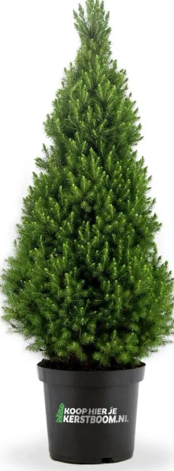koophierjekerstboom.nl Echte Kerstbomen^ Picea Glauca Conica 120Cm Mini Kerstboom In Pot.
