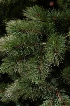Triumph Tree Camden Guirlande - L270 Cm - Groen Store