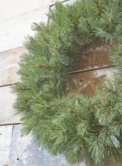 Triumph Tree Forest Frosted Kerstkrans - O60 Cm - Groen Flash Sale